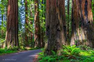 Avenue of the Giants-3610.jpg Avenue of the Giants-3610.jpg
